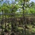 红花紫荆8-9，基地直销，低价出售