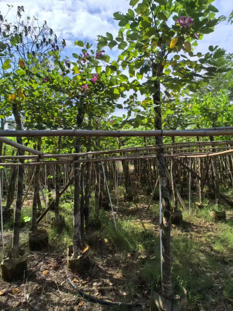 红花紫荆8-9，基地直销，低价出售
