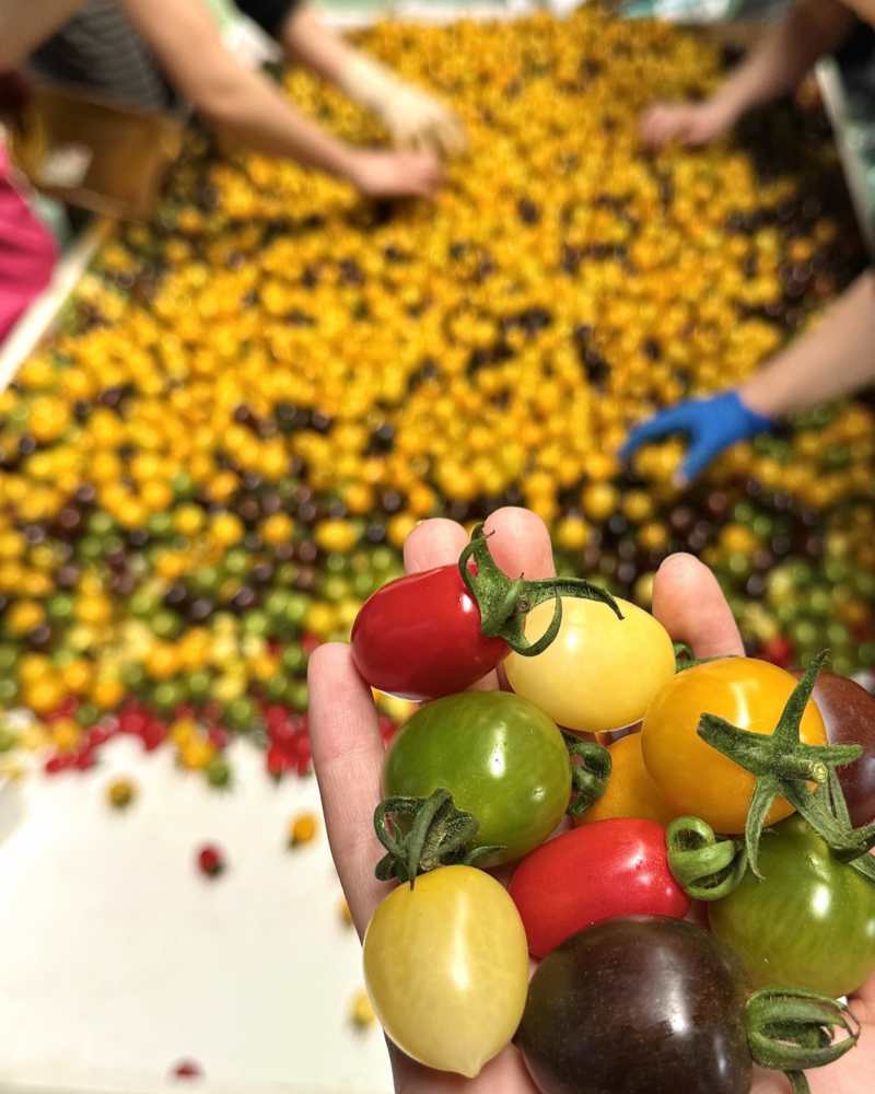 圣女果（小番茄）
