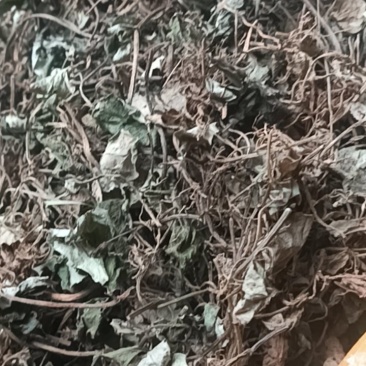 金钱草