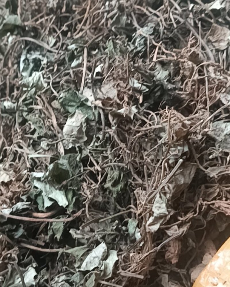 金钱草
