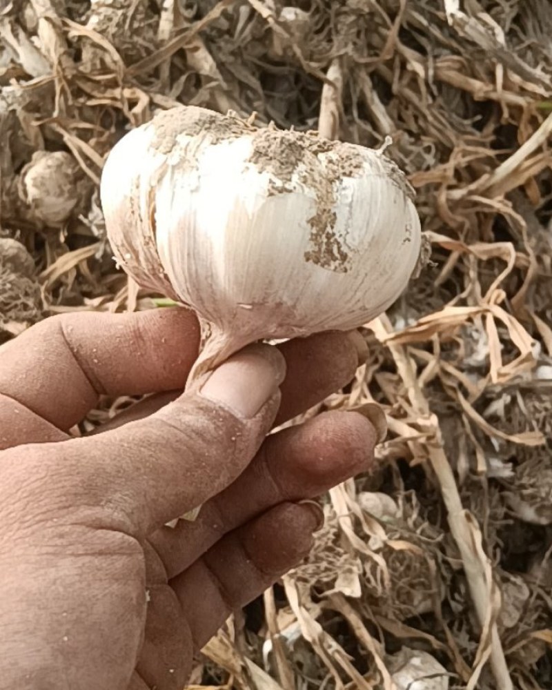 紫皮大蒜