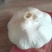 大蒜
