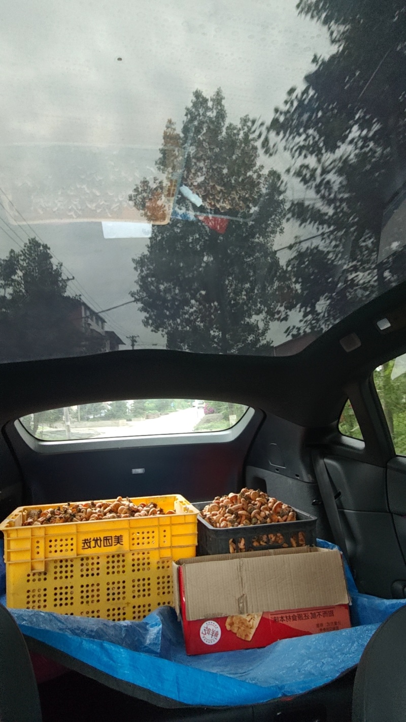 新鲜松树菌新鲜枞树菌