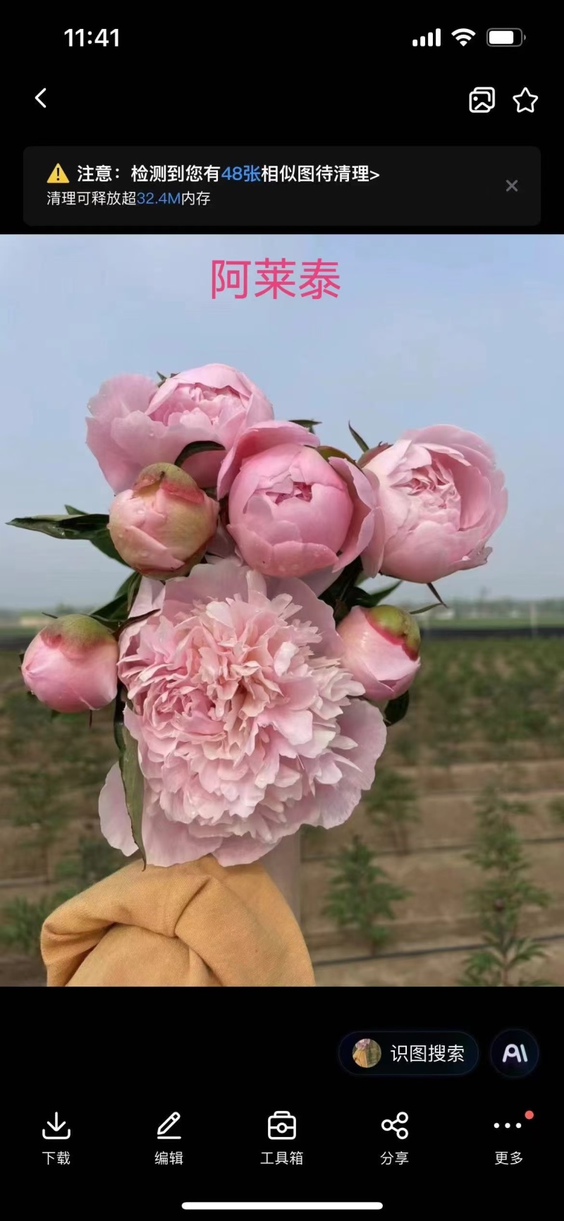 牡丹芍药荷兰进口大花葱