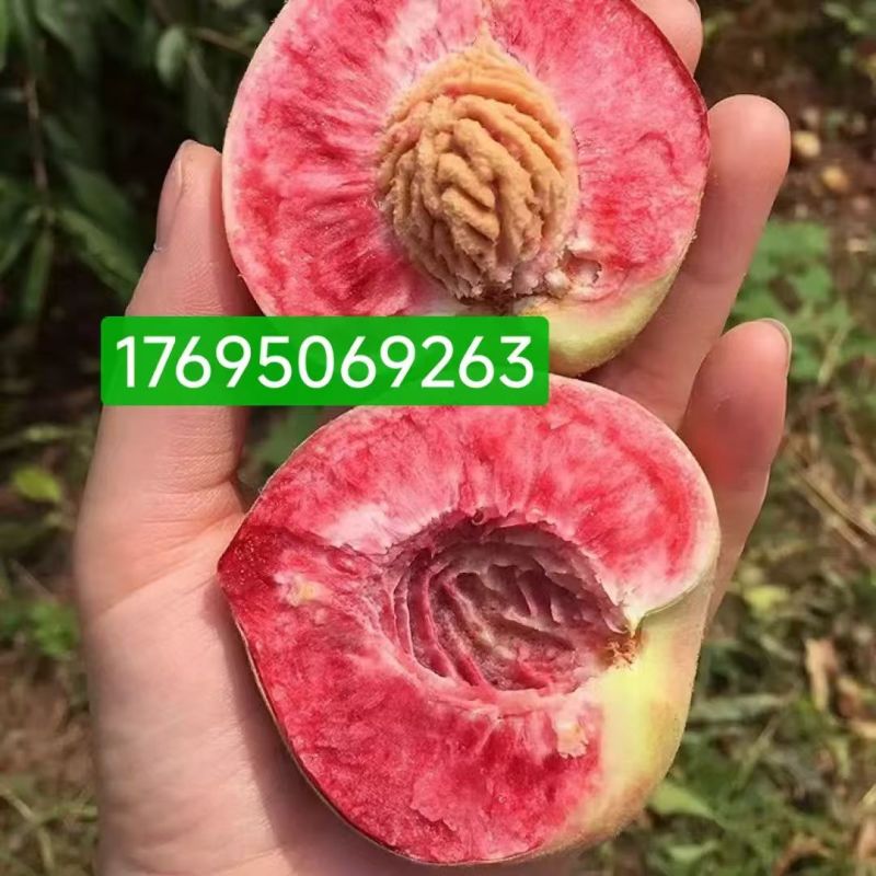 桐柏朱砂红桃