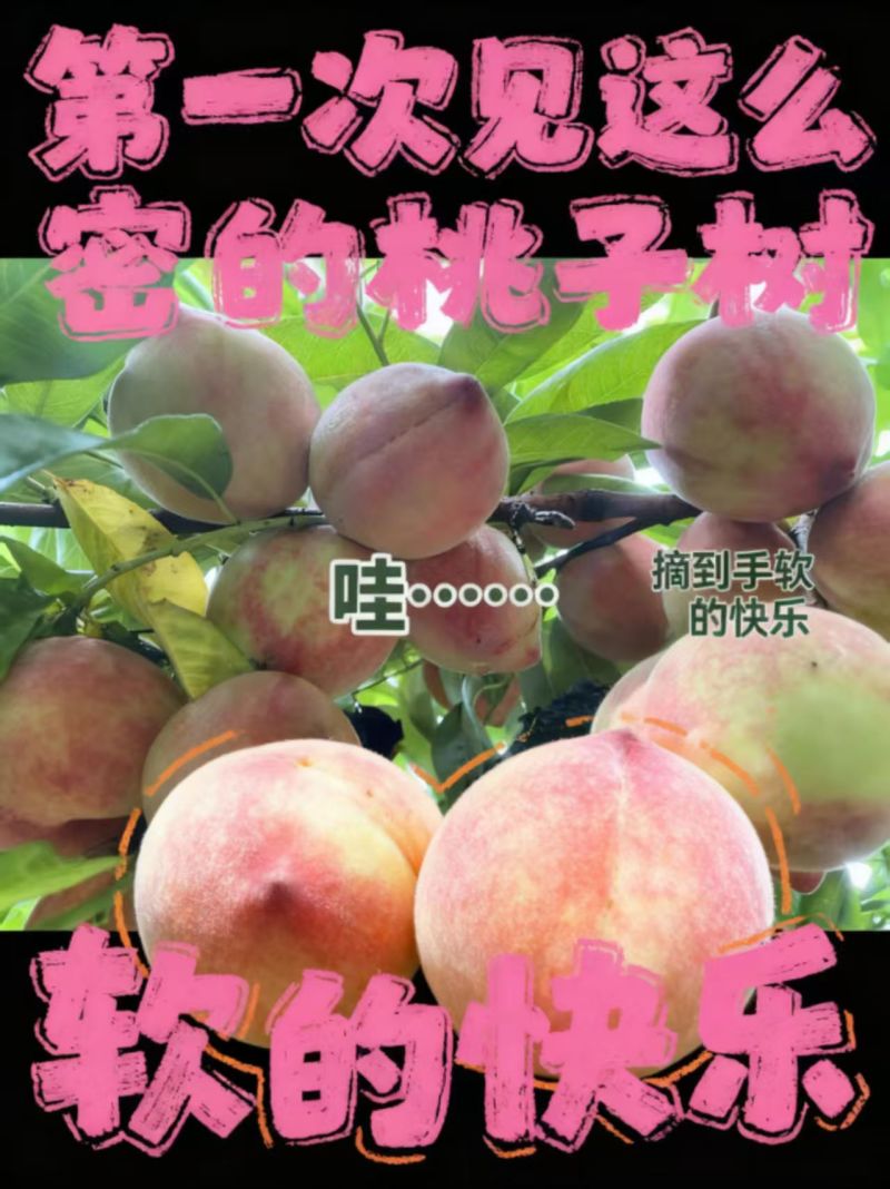 桐柏朱砂红桃