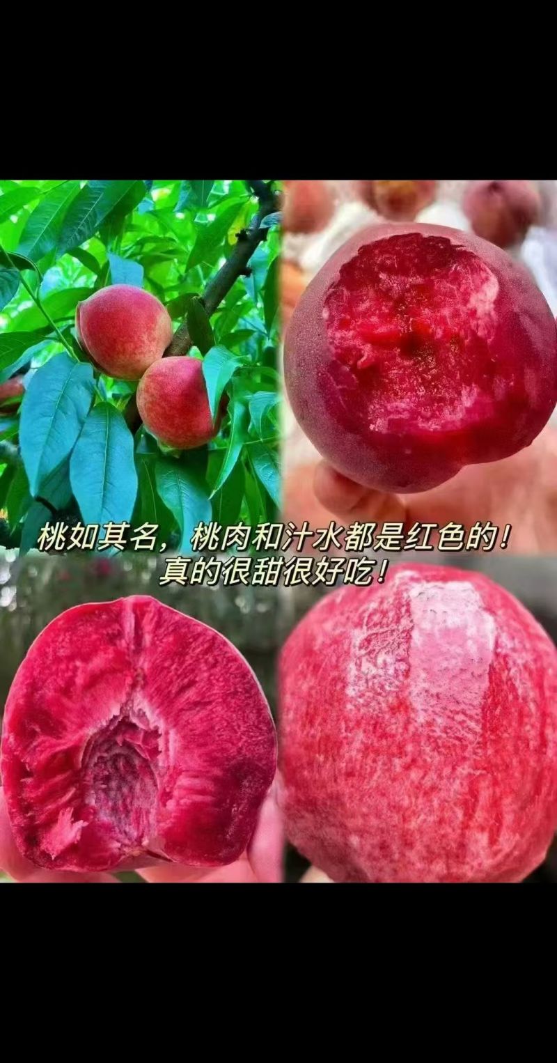 桐柏朱砂红桃