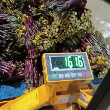 威宁高山红菜苔