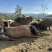 巴马小香猪跑山猪农民自己在山上养的