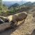 巴马小香猪跑山猪农民自己在山上养的