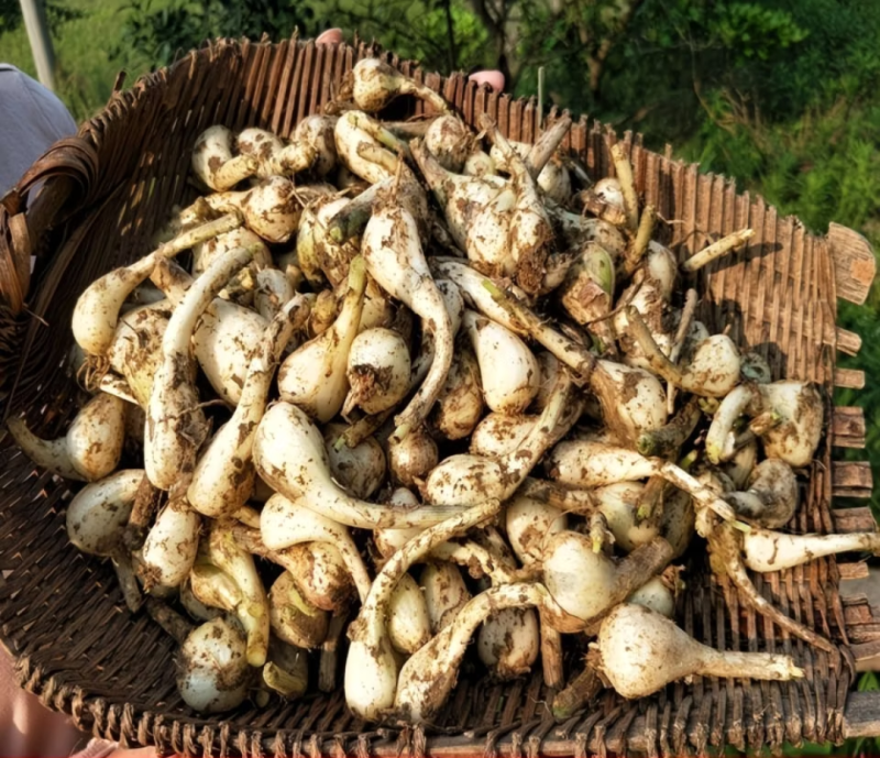新鲜大个藠头农家自种湖南蔬菜无叶荞头藠头现挖