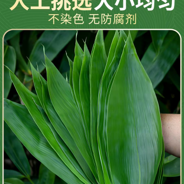 山里野生新鲜粽叶