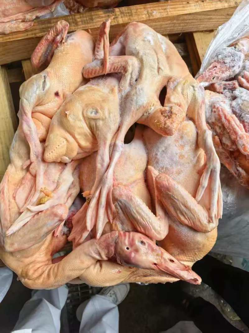 二级黄皮全鸭单只5斤左右纯干最后12吨
