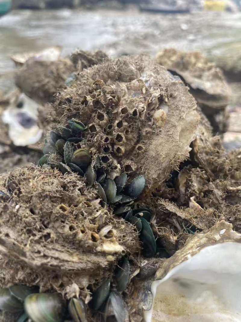 青口仔，青口苗，螃蟹饲料贝，渔船直上，源头货源。