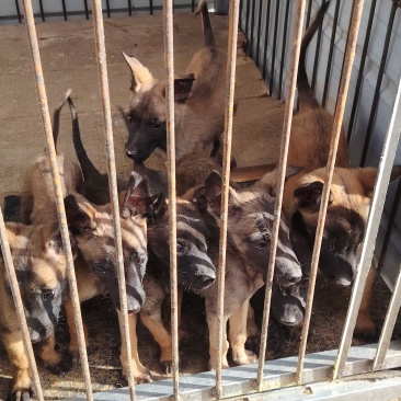 马犬