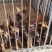 马犬