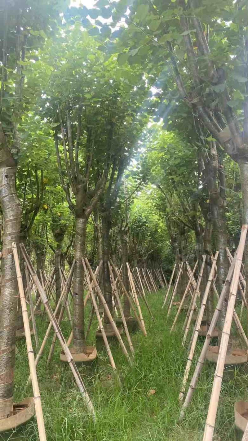 宫粉紫荆骨架7-25分，基地直销，一手货源，大量低价出售