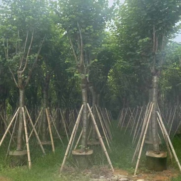 宫粉紫荆骨架7-25分，基地直销，一手货源，大量低价出售