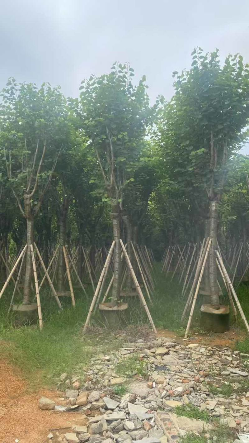 宫粉紫荆骨架7-25分，基地直销，一手货源，大量低价出售