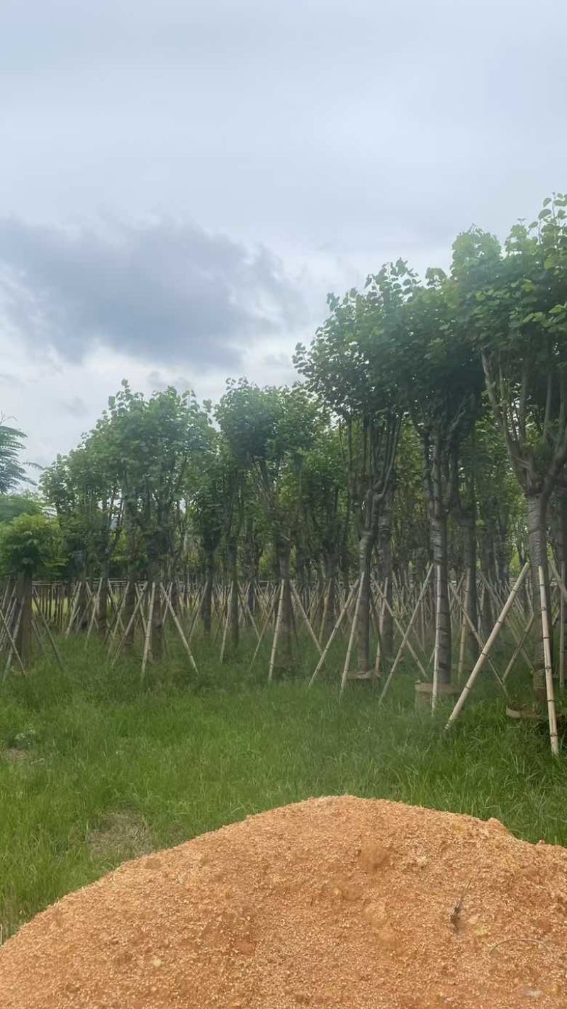 宫粉紫荆骨架7-25分，基地直销，一手货源，大量低价出售