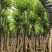 宫粉紫荆骨架7-25分，基地直销，一手货源，大量低价出售