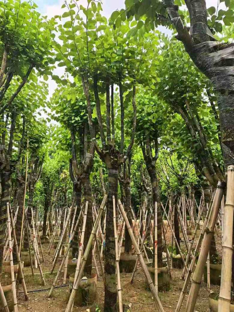 宫粉紫荆骨架7-25分，基地直销，一手货源，大量低价出售