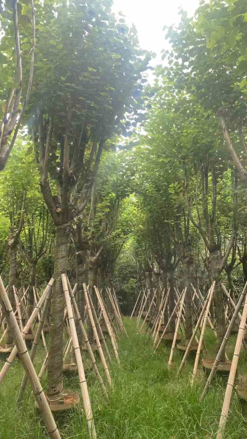 宫粉紫荆骨架7-25分，基地直销，一手货源，大量低价出售