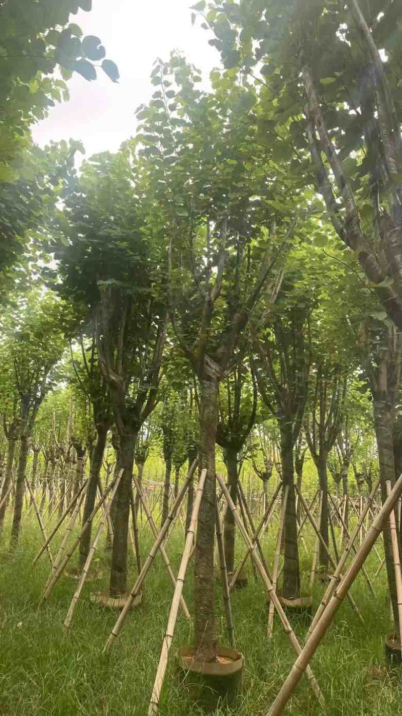 宫粉紫荆骨架7-25分，基地直销，一手货源，大量低价出售