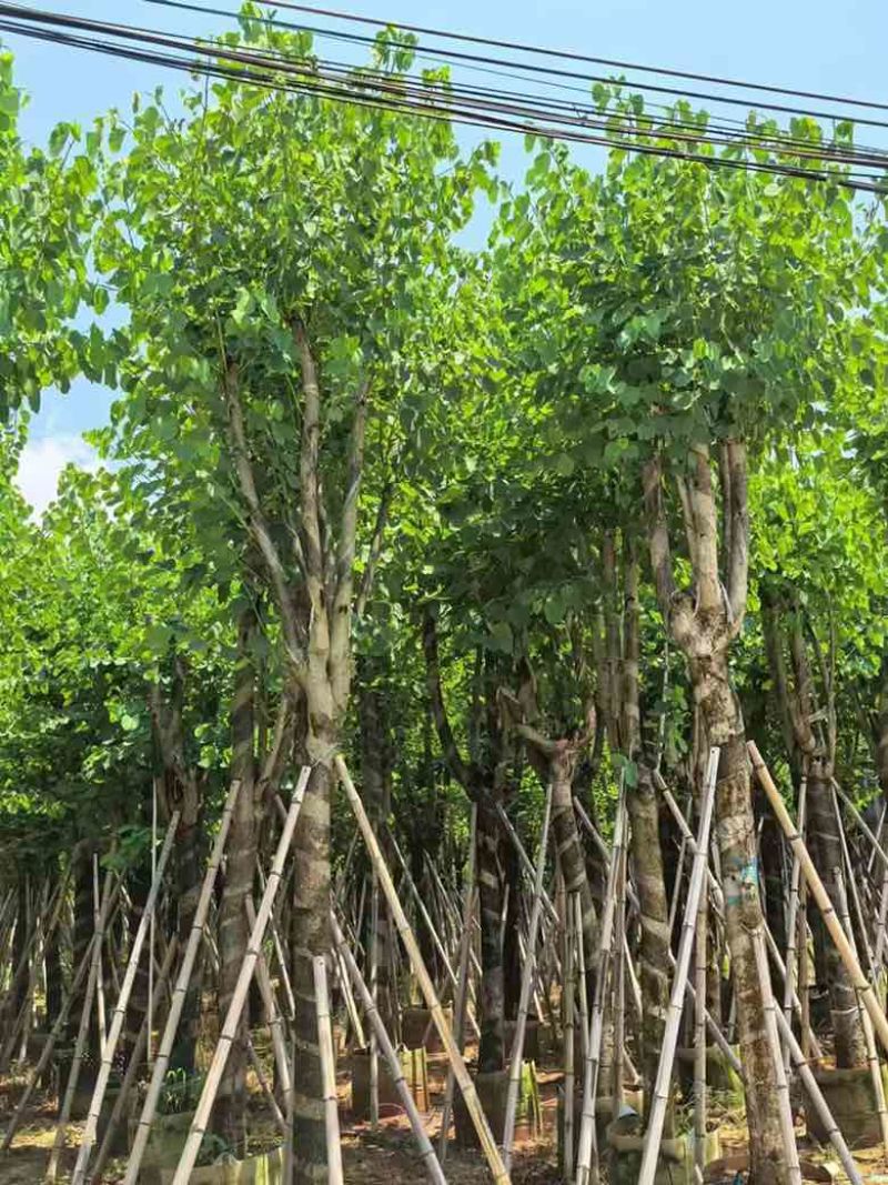 宫粉紫荆骨架7-25分，基地直销，一手货源，大量低价出售