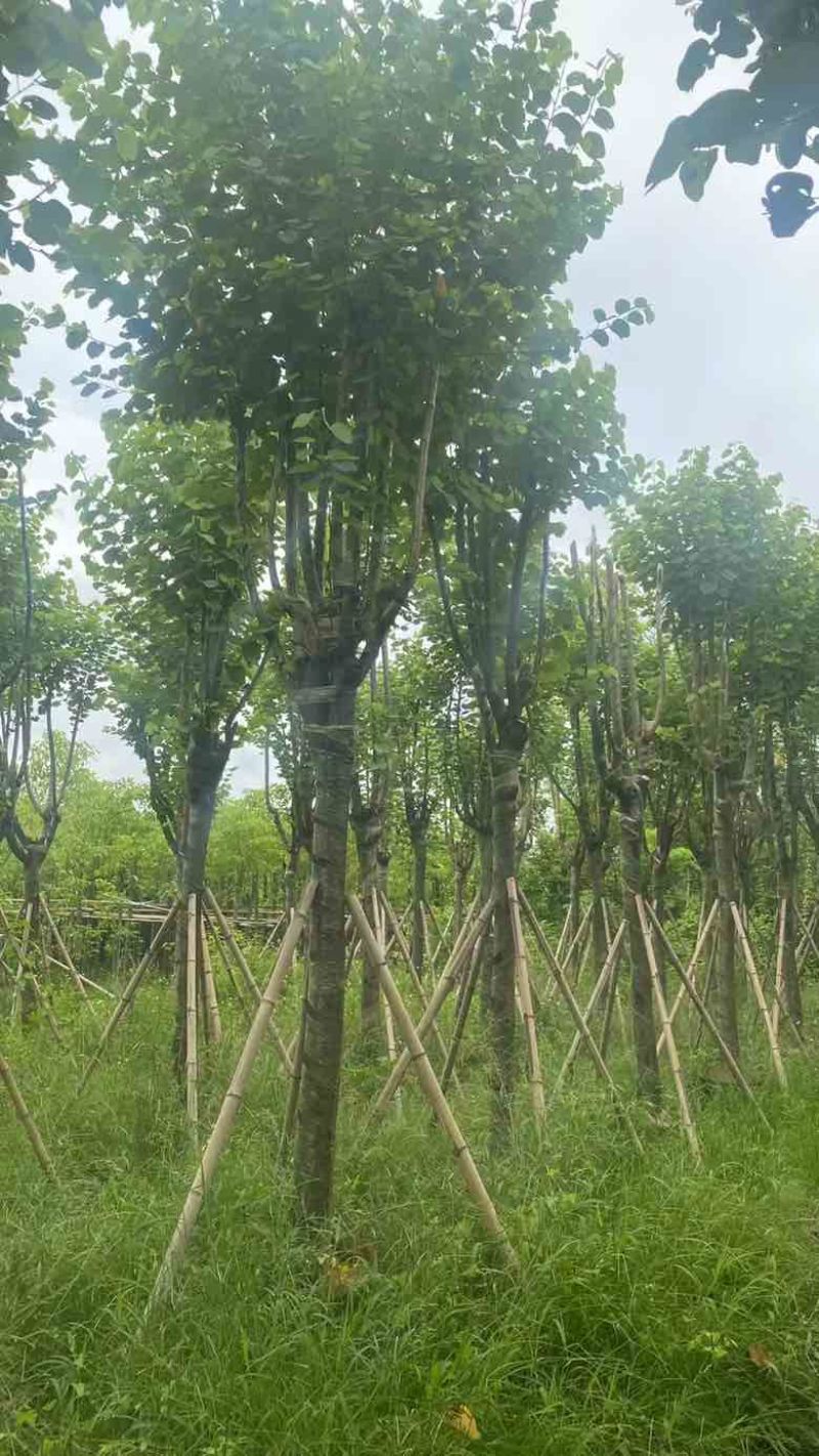 宫粉紫荆骨架7-25分，基地直销，一手货源，大量低价出售