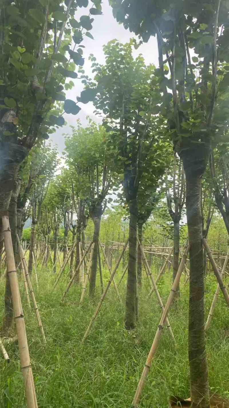 宫粉紫荆骨架7-25分，基地直销，一手货源，大量低价出售