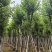 宫粉紫荆骨架7-25分，基地直销，一手货源，大量低价出售