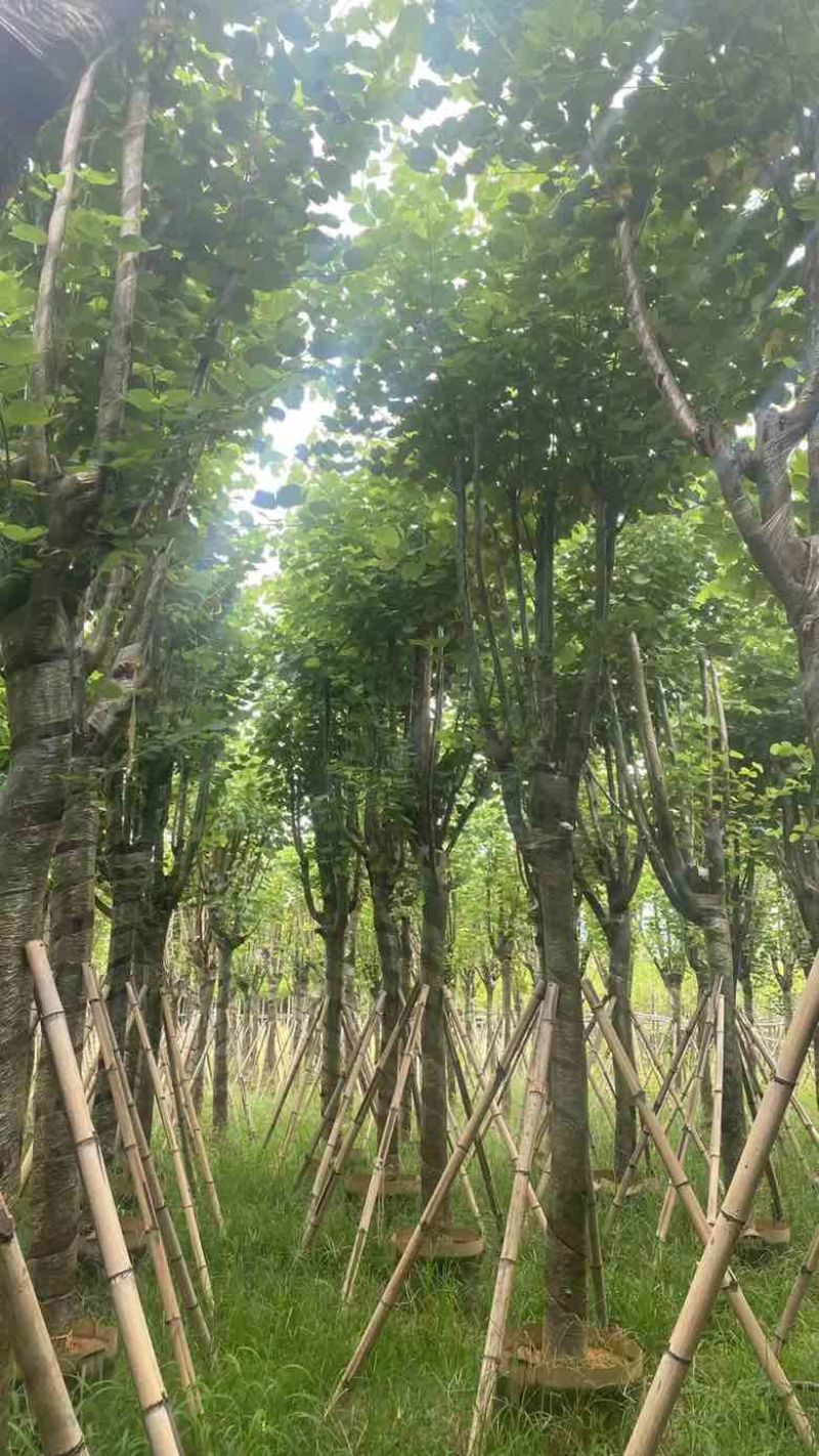 宫粉紫荆骨架7-25分，基地直销，一手货源，大量低价出售