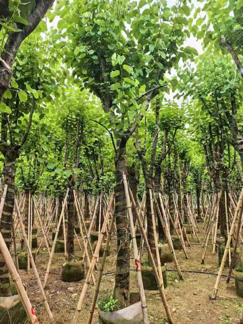 宫粉紫荆骨架7-25分，基地直销，一手货源，大量低价出售