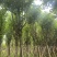 宫粉紫荆骨架7-25分，基地直销，一手货源，大量低价出售
