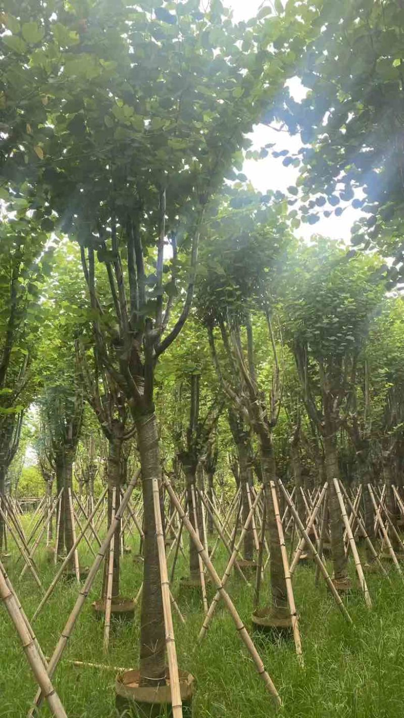 宫粉紫荆骨架7-25分，基地直销，一手货源，大量低价出售
