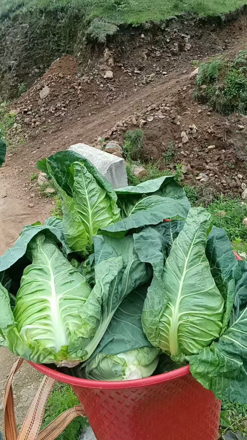 牛心甘蓝