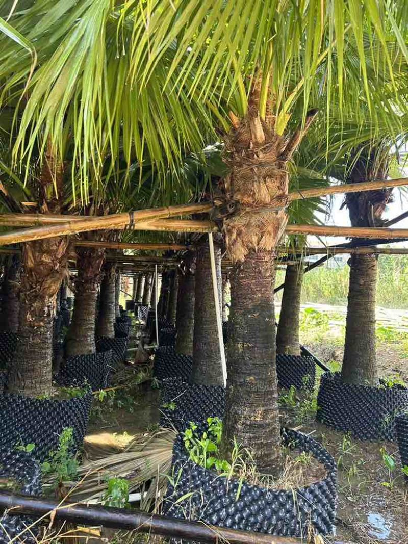 蒲葵50-800高，基地直销，一手货源，大量低价出售