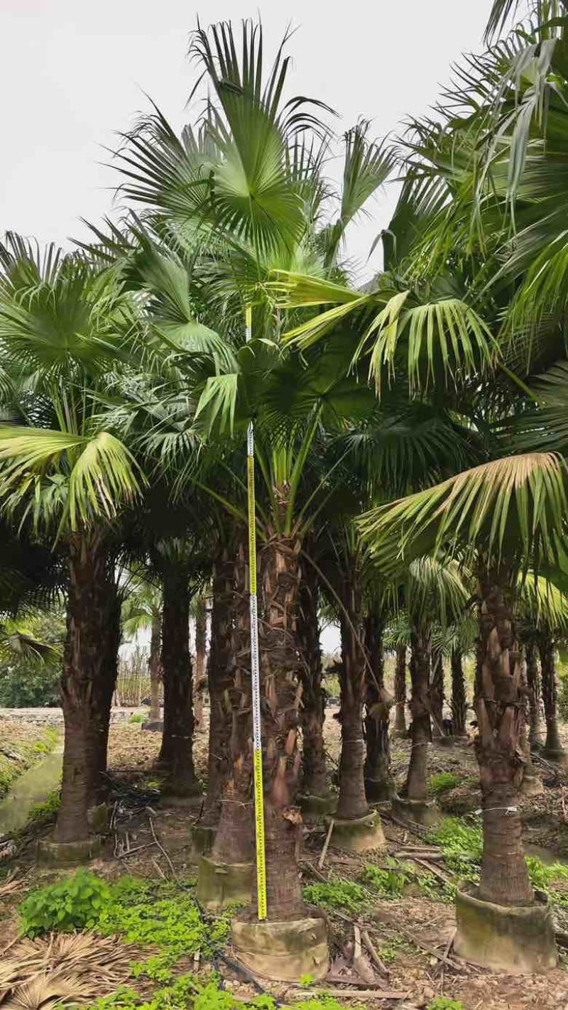 蒲葵50-800高，基地直销，一手货源，大量低价出售