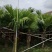 蒲葵50-800高，基地直销，一手货源，大量低价出售