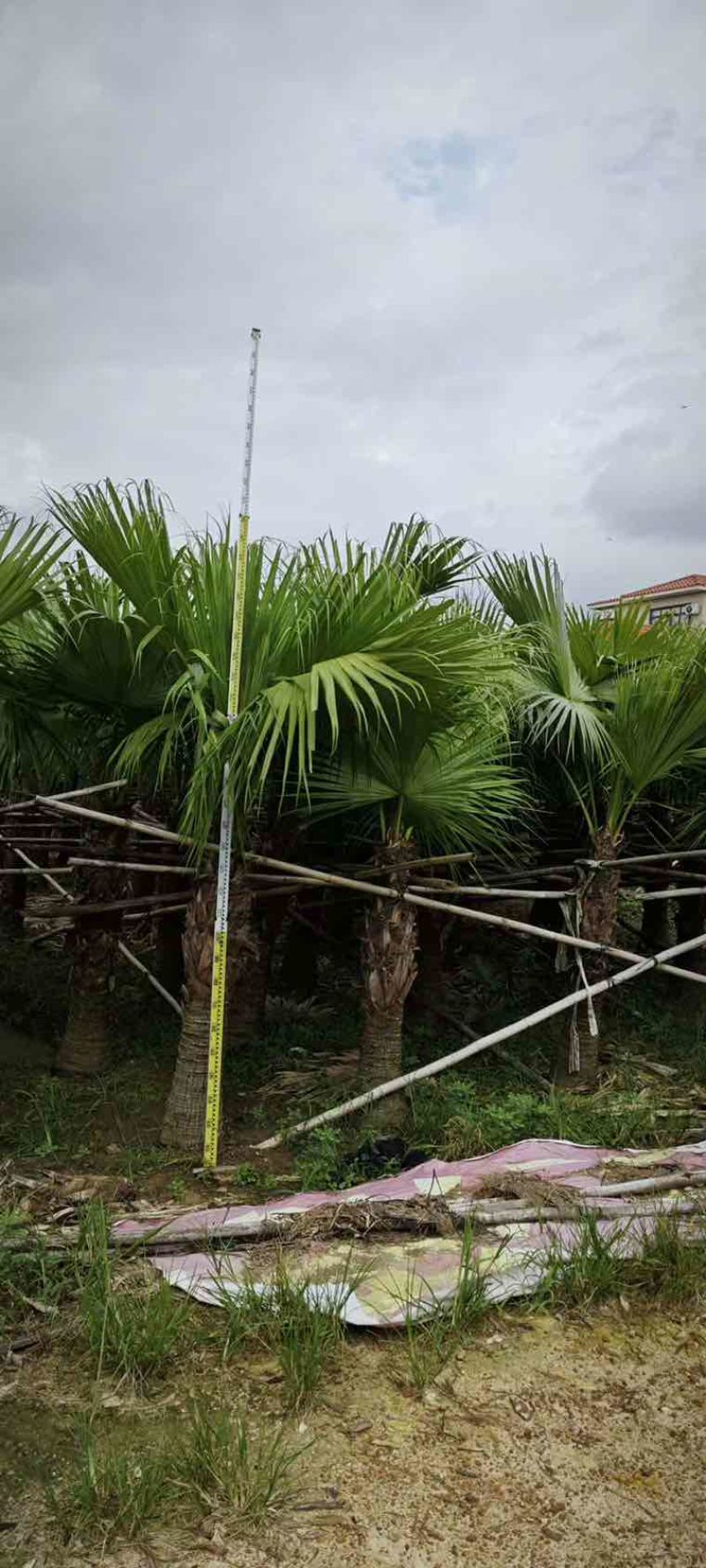 蒲葵50-800高，基地直销，一手货源，大量低价出售