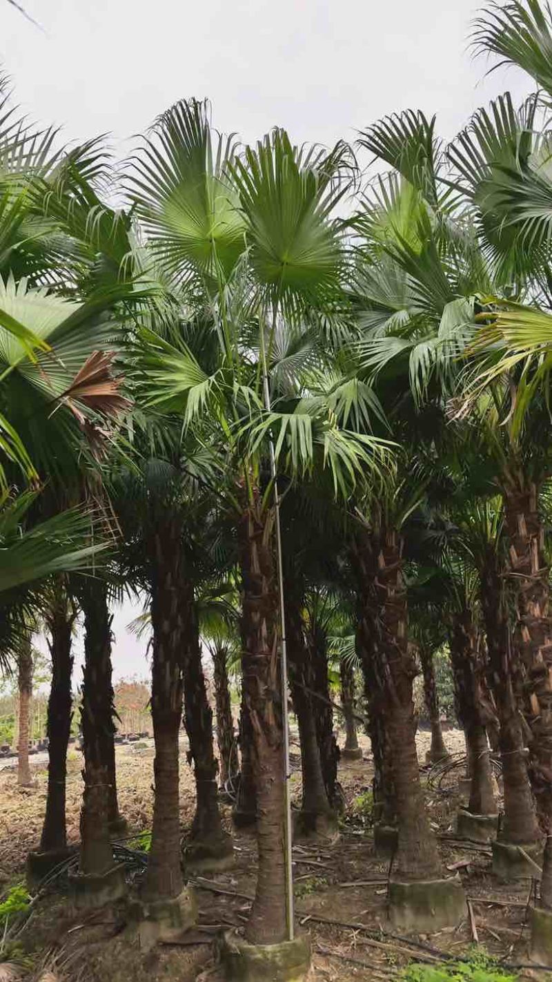 蒲葵50-800高，基地直销，一手货源，大量低价出售