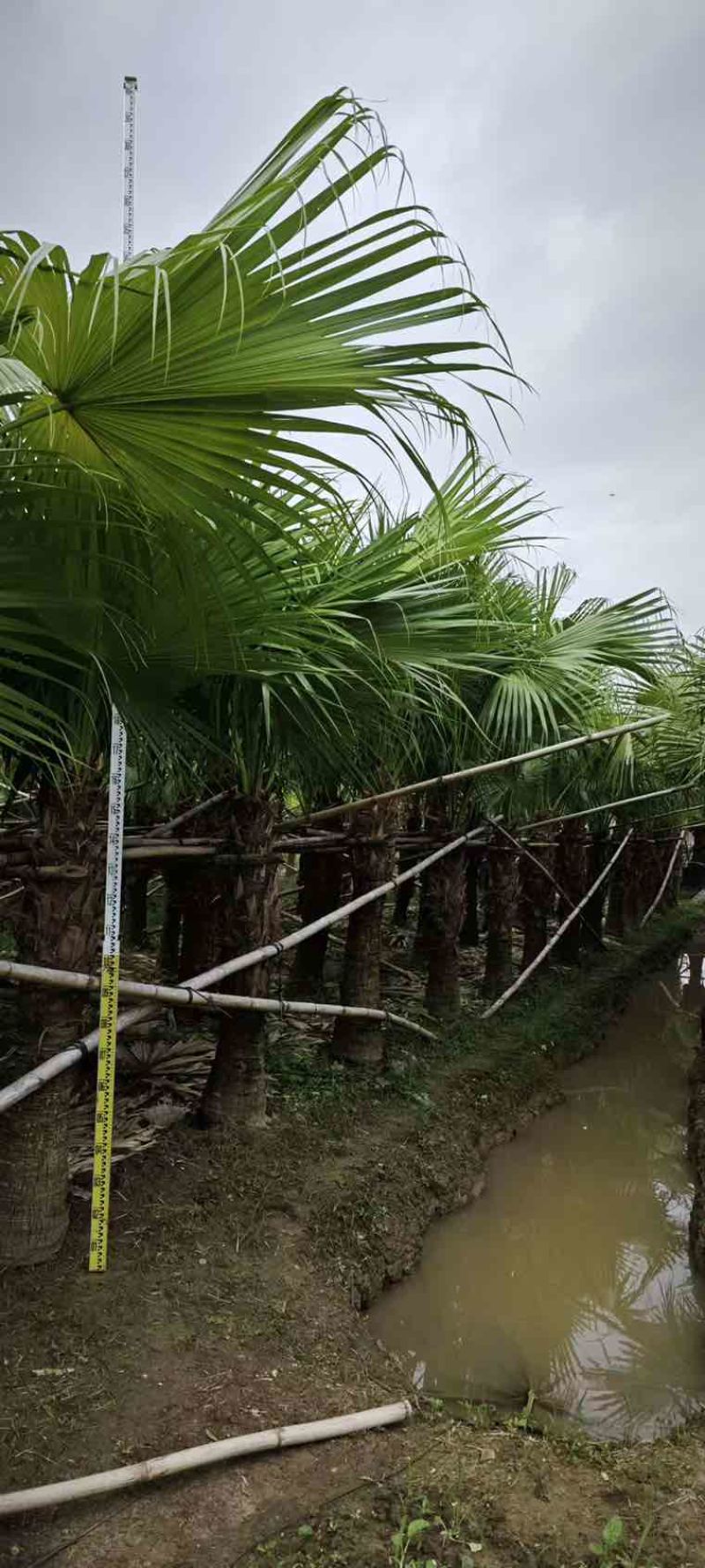 蒲葵50-800高，基地直销，一手货源，大量低价出售