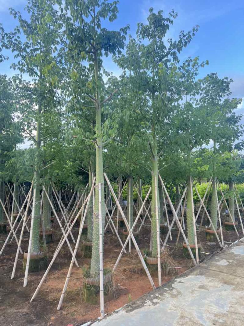 美丽异木棉3-40分，基地直销，一手货源，大量低价出售