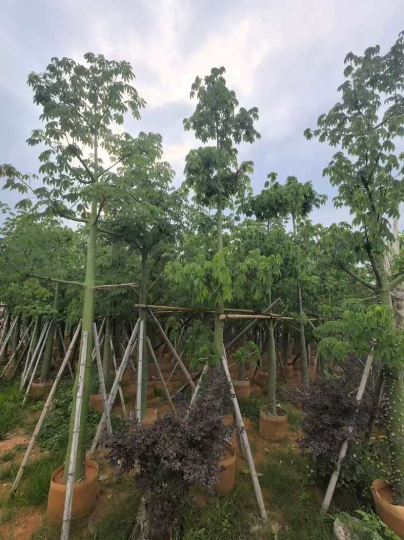 美丽异木棉3-40分，基地直销，一手货源，大量低价出售