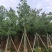 美丽异木棉3-40分，基地直销，一手货源，大量低价出售