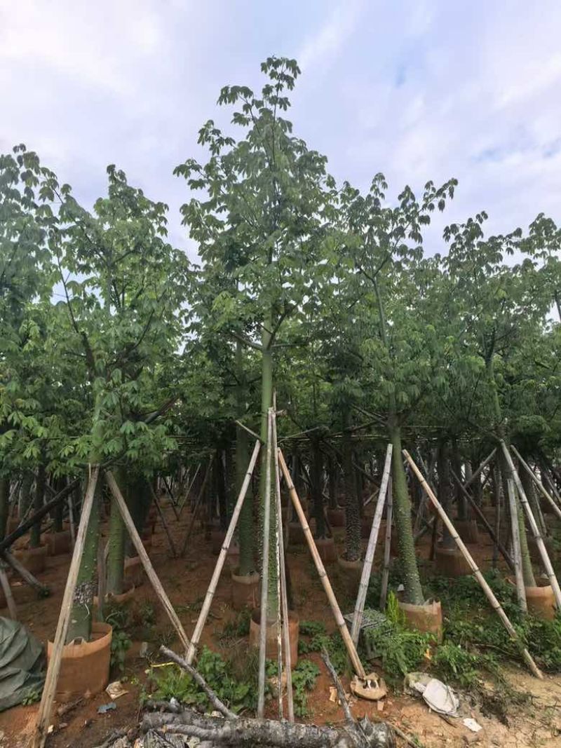 美丽异木棉3-40分，基地直销，一手货源，大量低价出售