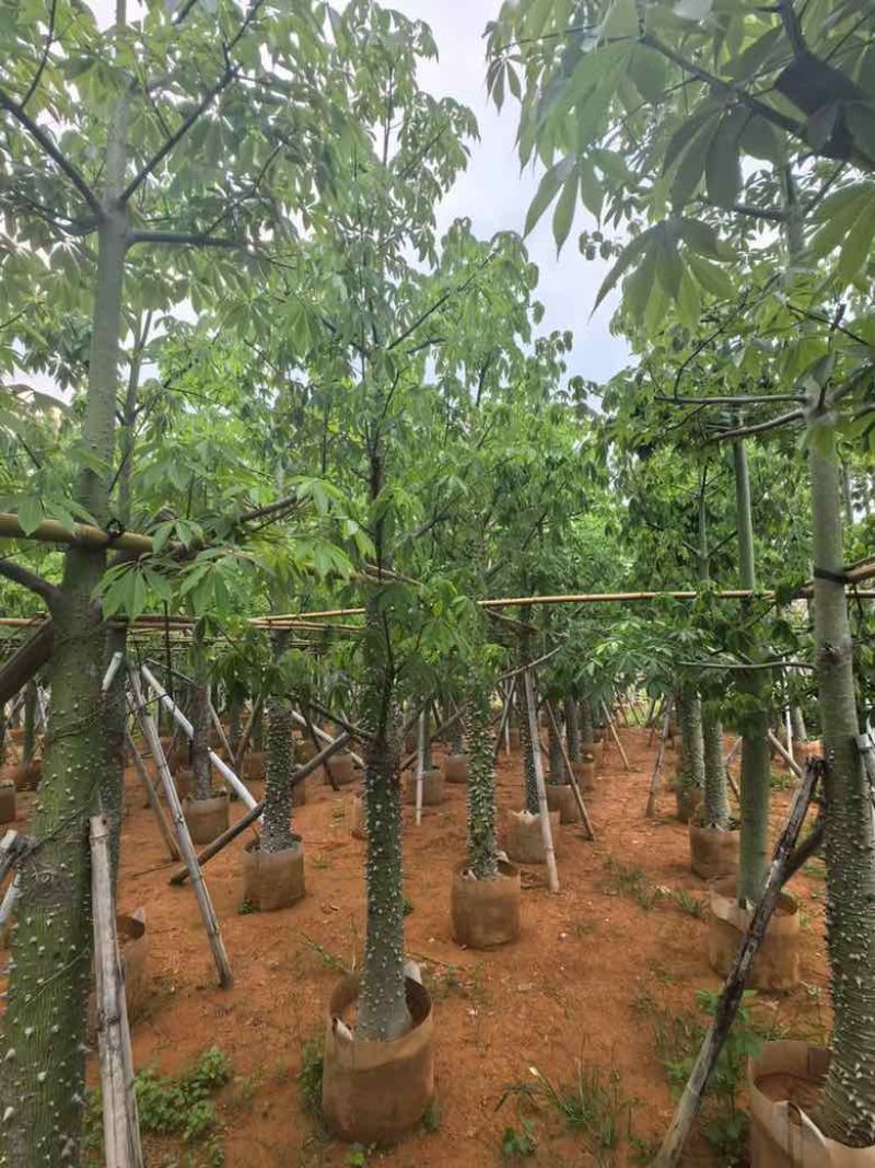 美丽异木棉3-40分，基地直销，一手货源，大量低价出售