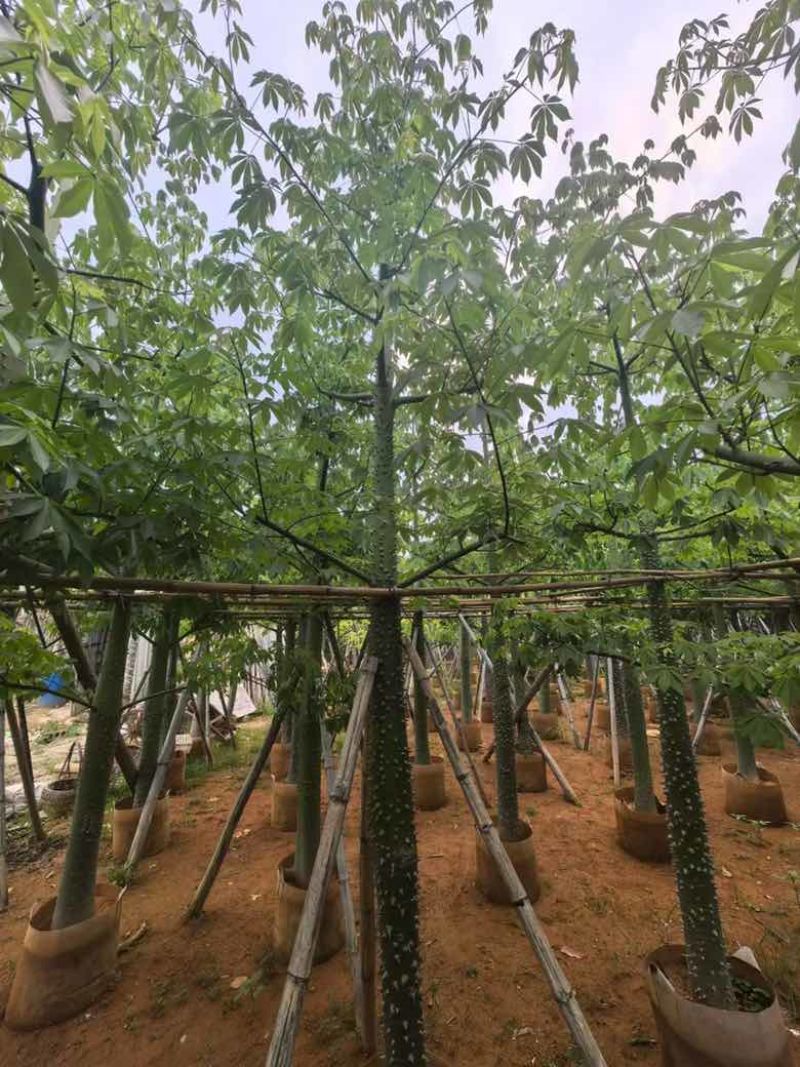 美丽异木棉3-40分，基地直销，一手货源，大量低价出售